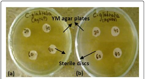 Disc diffusion method (a) Experiment (b) Control. | Download Scientific Diagram