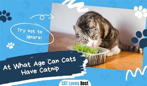 Cat Loves Best Tips Tricks And Cat Product Reviews For Feline Lovers