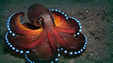 Octopus And Squid Documentary Youtube