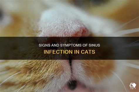 Signs And Symptoms Of Sinus Infection In Cats Petshun