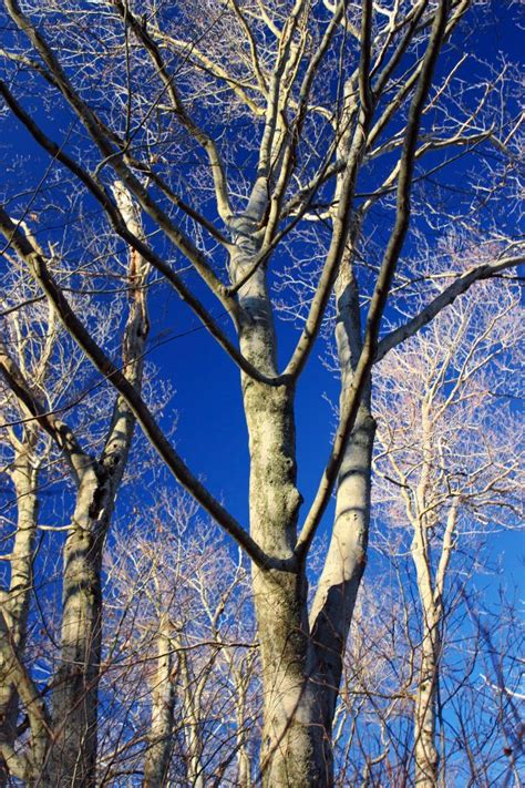 Gratis Billeder Tr Natur Skov Afdeling Sne Vinter Himmel Blad