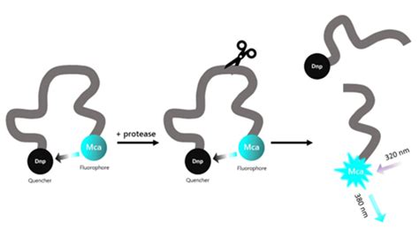 Cathepsin B Inhibitor Screening Assay Kit Bps Bioscience Biomol