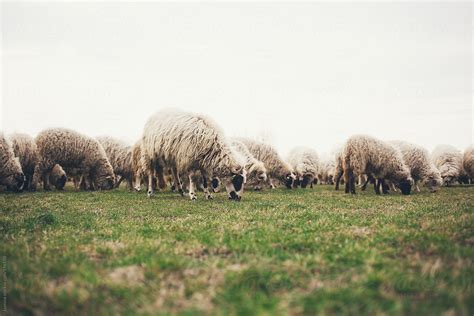 Flock Of Sheep By Stocksy Contributor Lumina Stocksy