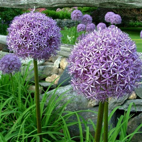 Allium "Globemaster" Fall-Planted Flower Bulbs – Hudson Valley Seed Company