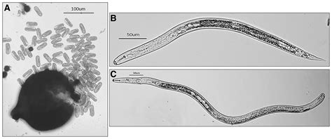 Soybean Cyst Nematode Of Soybean A Diagnostic Guide Plant Health Progress