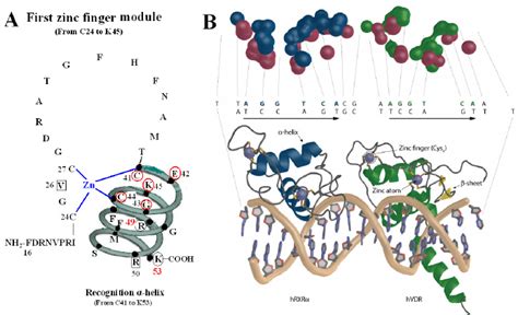 VDR DBD Binds To VDR Response Elements VDRE A Amino Acids Of