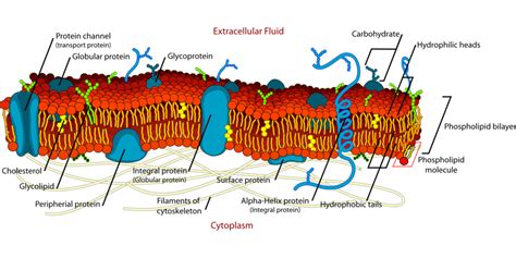 Endomembrane System - CreationCenters.com