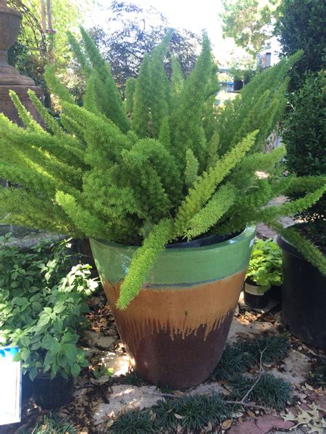 Foxtail Fern | Foxtail fern, Plants, Garden