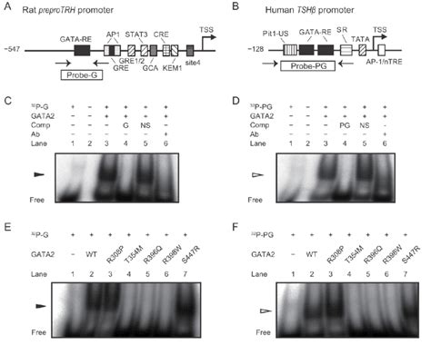 GATA2 Mutations Impair Their DNA Binding Properties On Rat PreproTRH