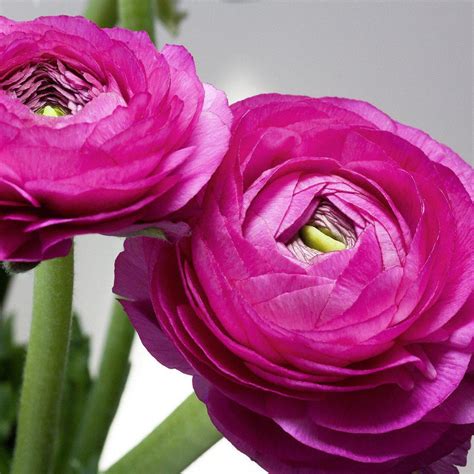 Tecolote Ranunculus Purple Easy To Grow Bulbs