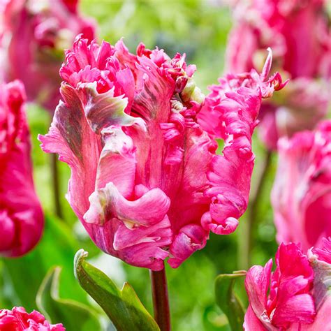 Power Parrot Tulip Brecks Premium Bulbs