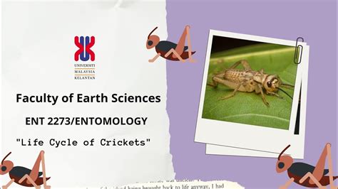 Life Cycle Of Insect Crickets YouTube