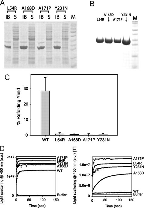 Missense Mutations In Dystrophin That Trigger Muscular Dystrophy