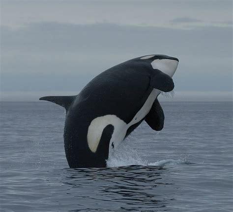 Facts About Orcas Killer Whales Whale And Dolphin Conservation Usa