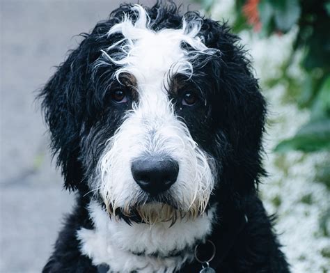 Complete Size And Care Guide For Full Grown Bernedoodles