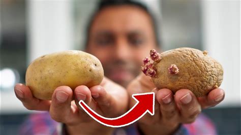 Make Your Own Seed Potatoes From Grocery Store Potatoes YouTube