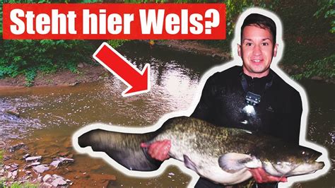 Waller Aus Dem Kleinen Fluss Ein Traum Wird Wahr YouTube