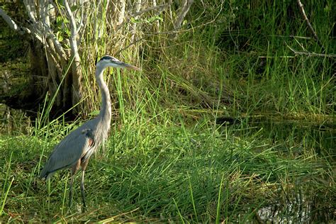 Everglades Photograph By Celso Diniz Fine Art America