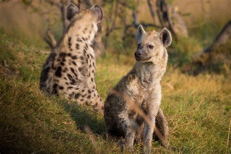 Berita Hyena Adalah Hewan Paling Pintar Di Dunia Terbaru Hari Ini Adjar