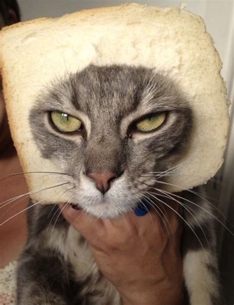 15 Best Food On Cats Face Pics Images On Pinterest Ha Ha Cat Bread