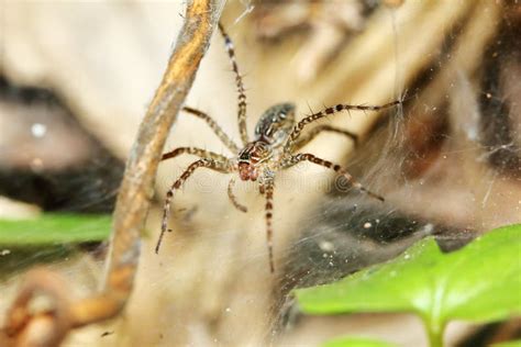 Photography of Jumping Spider on Spider Web for Background Stock Photo - Image of beautiful ...