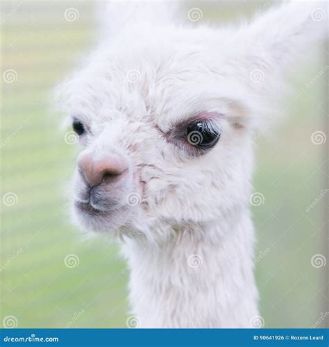 White Baby Alpaca Stock Photo Image Of Portrait Andes 90641926