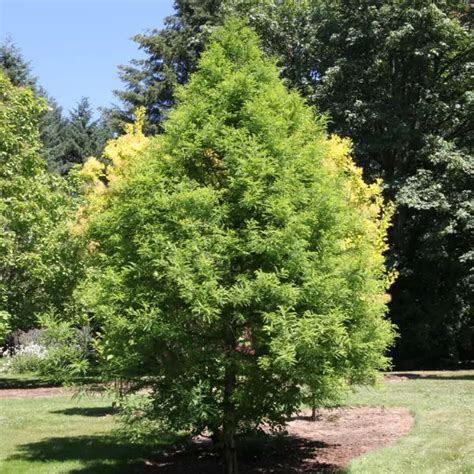 Green Whisper Bald Cypress Taxodium Distichum Jfs Sgpn Garden