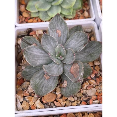 Суккуленты Эхеверии Echeveria Hanaikada Mosaic