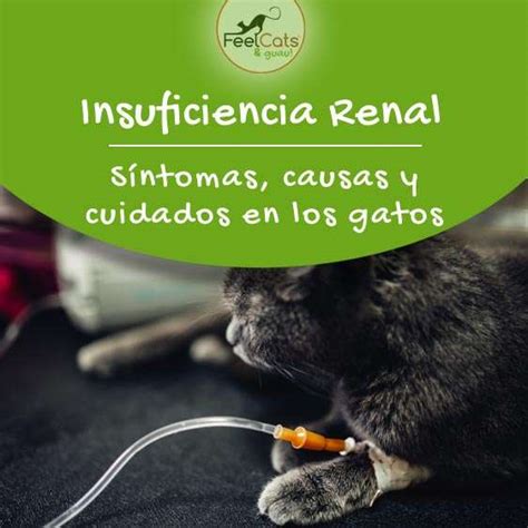 Insuficiencia Renal En Gatos S Ntomas Y Esperanza De Vida Feelcats