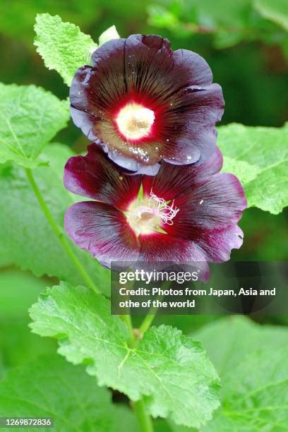 Althaea Rosea Photos And Premium High Res Pictures Getty Images