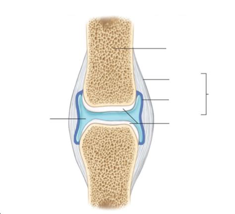 General Structure Of Synovial Joints Chapter 8 Diagram Quizlet