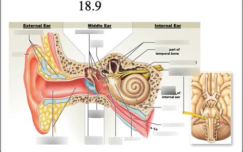 Anatomy Final Exam Figures Diagram Quizlet