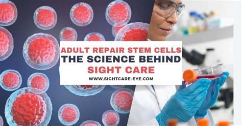 Unlocking the Vision-Restoring Power of Adult Repair Stem Cells