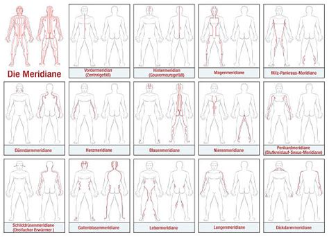 Acupuncture Meridians Illustrations Royalty Free Vector Graphics