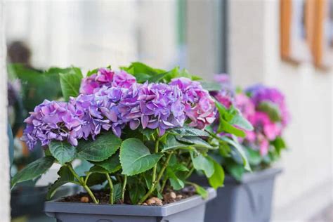 How To Deadhead Hydrangeas Easy Guide Cutting Edge Plants