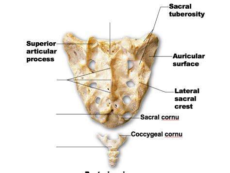 Posterior View Of The Sacrum And Coccyx Diagram Quizlet The Best Porn