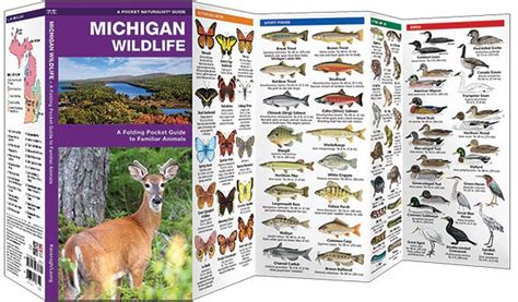 Michigan Wildlife (Pocket Naturalist® Guide)