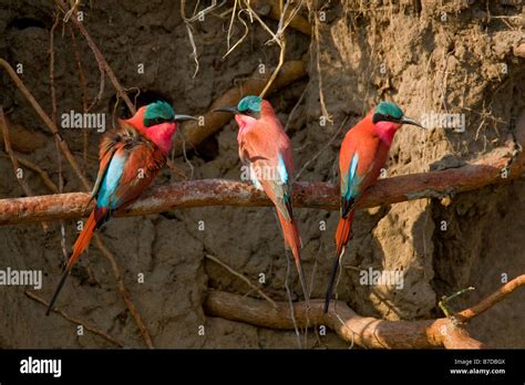 Southern Carmine Bee Eaters Perched On A Branch In The Okavango