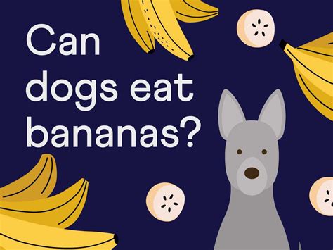 Can Dogs Eat Bananas — Sidekick By Finn