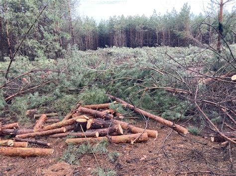 Foresters cutting down a young pine forest 43326512 Stock Photo at Vecteezy