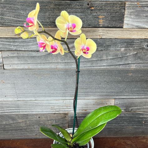 Phalaenopsis Single Stem Orchids 5 Pot Plant Hawaii