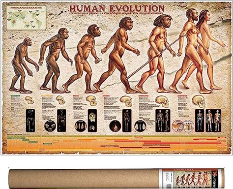 Amazon EuroGraphics Human Evolution Poster 36 X 24 Inch Posters