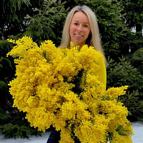 Mimosa Like Plant Yellow Flowers | Best Flower Site