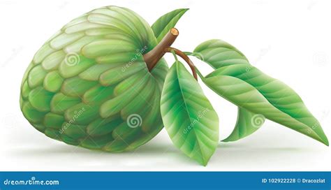 Annona Cartoons Illustrations And Vector Stock Images 605 Pictures To