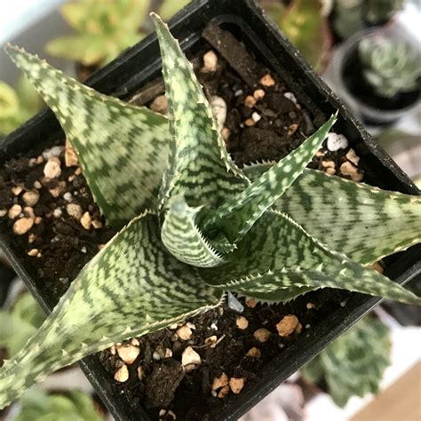 Aloe Rauhii White Fox Succulent Kupi