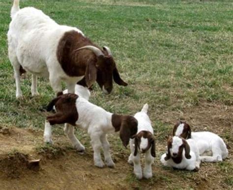 Govt. procures 250 boer breeding goats from Namibia | Lusaka Voice