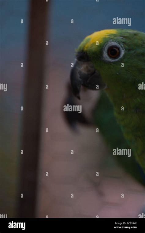 Beautiful green parrot in the metal cage Stock Photo - Alamy