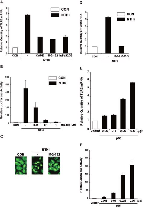 Ikk Ib Dependent Translocation And Activation Of Nf B Is Required For