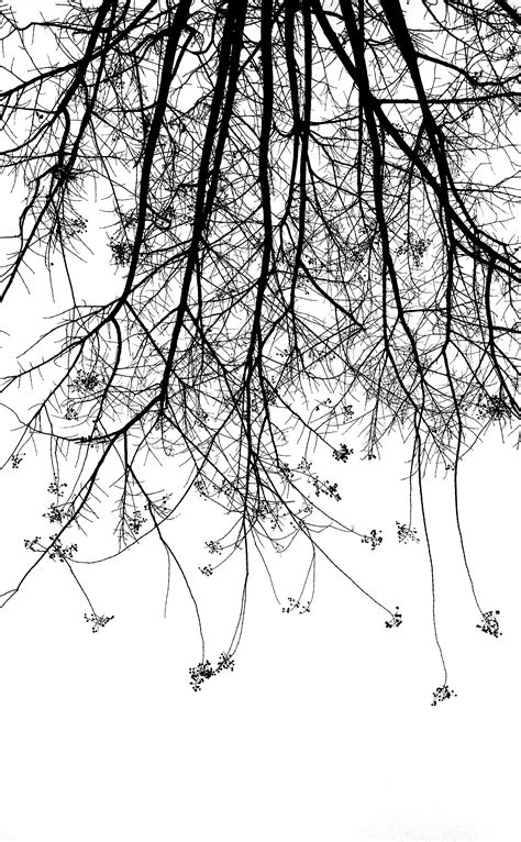 Free Images Tree Branch Silhouette Black And White Twig Sketch