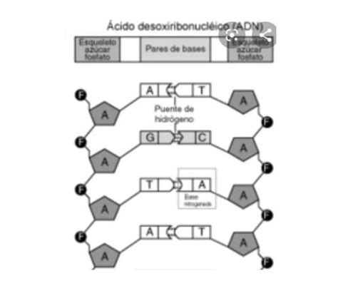 cuantos nucleótidos que posee la siguiente hebra de ADN Brainly lat